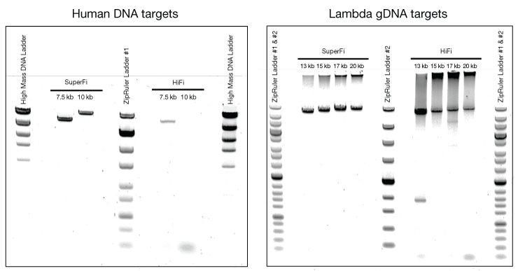 Platinum SuperFi DNA Polymerase shows greater specificity for both human and lambda gDNA targets than Clontech’s high-fidelity (HiFi) polymerase. Platinum SuperFi DNA Polymerase shows greater specificity for both human and lambda gDNA targets than Clontech’s high-fidelity (HiFi) polymerase.
