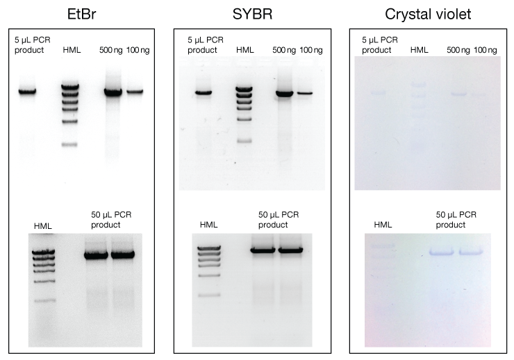 Ethidium bromide (EtBr) and SYBR Safe DNA Gel Stain are more sensitive than crystal violet. Ethidium bromide (EtBr) and SYBR Safe DNA Gel Stain are more sensitive than crystal violet.