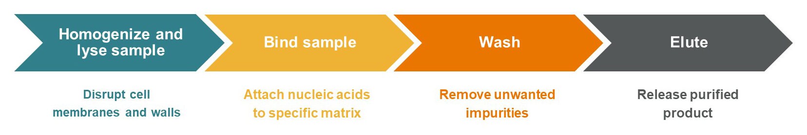 Steps for nucleic acid extraction Steps for nucleic acid extraction: lyse, bind, wash, elute