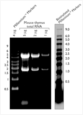 data.par.92956.image.275.379.1.dat-rna-ladders-millenium-gif data.par.92956.image.275.379.1.dat-rna-ladders-millenium-gif