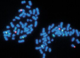 Nucleic Acid Labeling Nucleic Acid Labeling