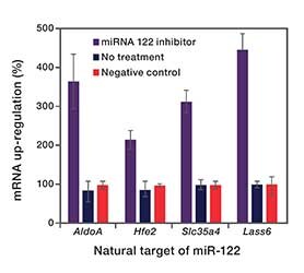 miRNA inhibitors use in vivo in Balb-C mice bar graph showing mRNA upregulation of natural targets of miR-122