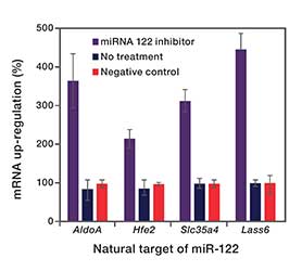 miRNA inhibitors use in vivo in Balb-C mice bar graph showing mRNA upregulation of natural targets of miR-122
