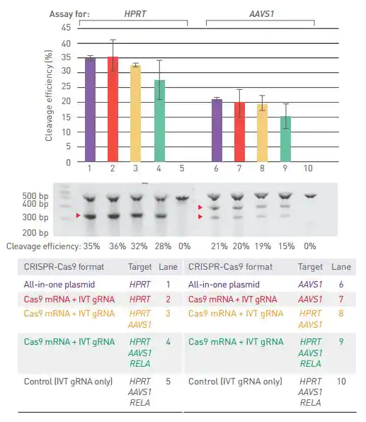 Flow chart, bar graph, and gel image showing gene editing using CRISPR mRNA for multiplexing and generation of transgenic model systems Flow chart illustrating the use of CRISPR mRNA for multiplexed gene editing along with a bar graph and gel image showing that cleavage efficiency for each target gene is consistent when using GeneArt CRISPR Nuclease mRNA and IVT gRNA to target only a single gene or multiple genes