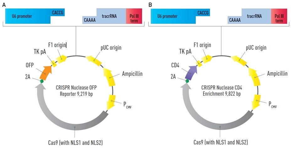 GeneArt CRISPR nuclease vector maps Plasmid maps of Cas9 nuclease expression vectors with OFP reporter or CD4 reporter.