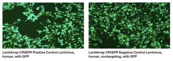 Using positive and negative GFP controls in a CRISPR-Cas9 experiment Two microscopic images of cells glowing with green fluorescent protein, one CRISPR positive control and one CRISPR negative control