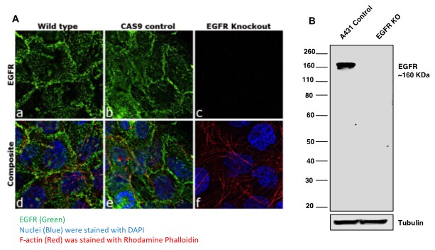 Stained cells and western blot images showing EGFP knockout Knockout of EGFR expression with LentiArray gRNA shown via analysis of immunofluorescence is stained cells as well as western blot analysis
