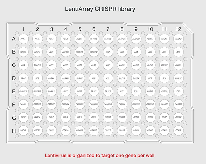LentiArray CRISPR library and LentiPool CRISPR library Two images showing difference in format between LentiArray CRISPR library and Lentipool CRISPR library