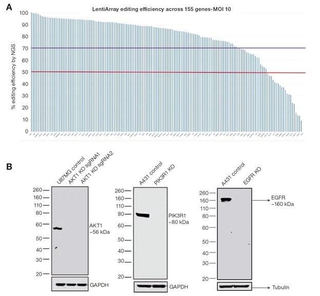 Graph and Western blot images showing gene knockout efficency using LentiArray CRISPR library gRNAs Images of a graph and Western blots showing that editing efficiency was high for cells transduced with LentiArray CRISPR Library gRNAs