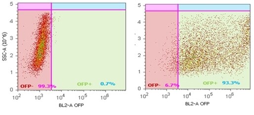 CRISPR validation of transfection efficiency using flow cytometry Two flow cytometry scatter plots showing OFP intensity and side scatter to assess transfection efficiency