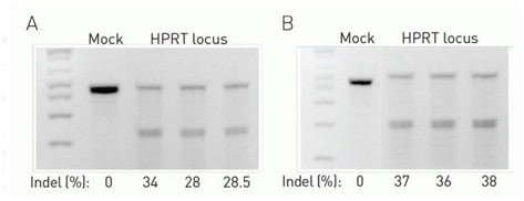 CRISPR analysis using Invitrogen GeneArt Genomic Cleavage Detection Kit Gels showing confirmation of cleavage