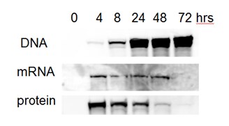 Western blot detection of Cas9 accumulation over time A western blot showing Cas9 accumulation over 0–72 hours in plasmid DNA, mRNA, and protein transfected cells. Protein transfection was easily detected by 4 hours, mRNA is observable from 4–48 hours, and plasmid DNA is abundant from 24–72 hours