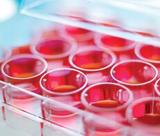 Cell Line Engineering Services Cell Line Engineering Services