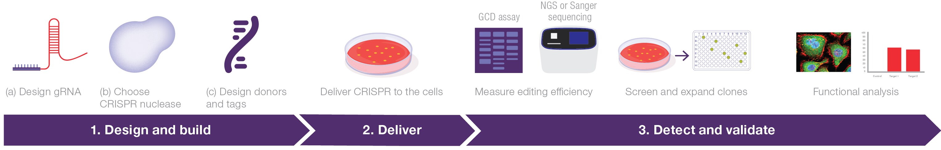 Genome editing workflow The basic genome editing workflow includes steps for cleavage design, knock-in design, transfection, and validation