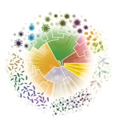 Organism_Microbiome_250x271 Organism_Microbiome_250x271