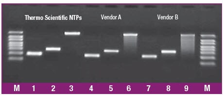 NTP performance in high-yield in vitro transcription Agarose gel showing NTP performance in high-yield in vitro transcription
