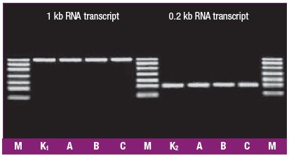 Evaluation of ribonuclease-free Thermo Scientific dNTPs Gel electrophoresis evaluation of ribonuclease-free Thermo Scientific dNTPs