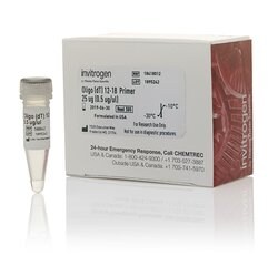 Oligo (dT) primers Invitrogen oligo (dT) primers product photo