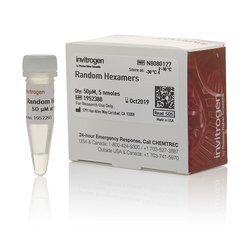 Random DNA primers Random hexamers product photo