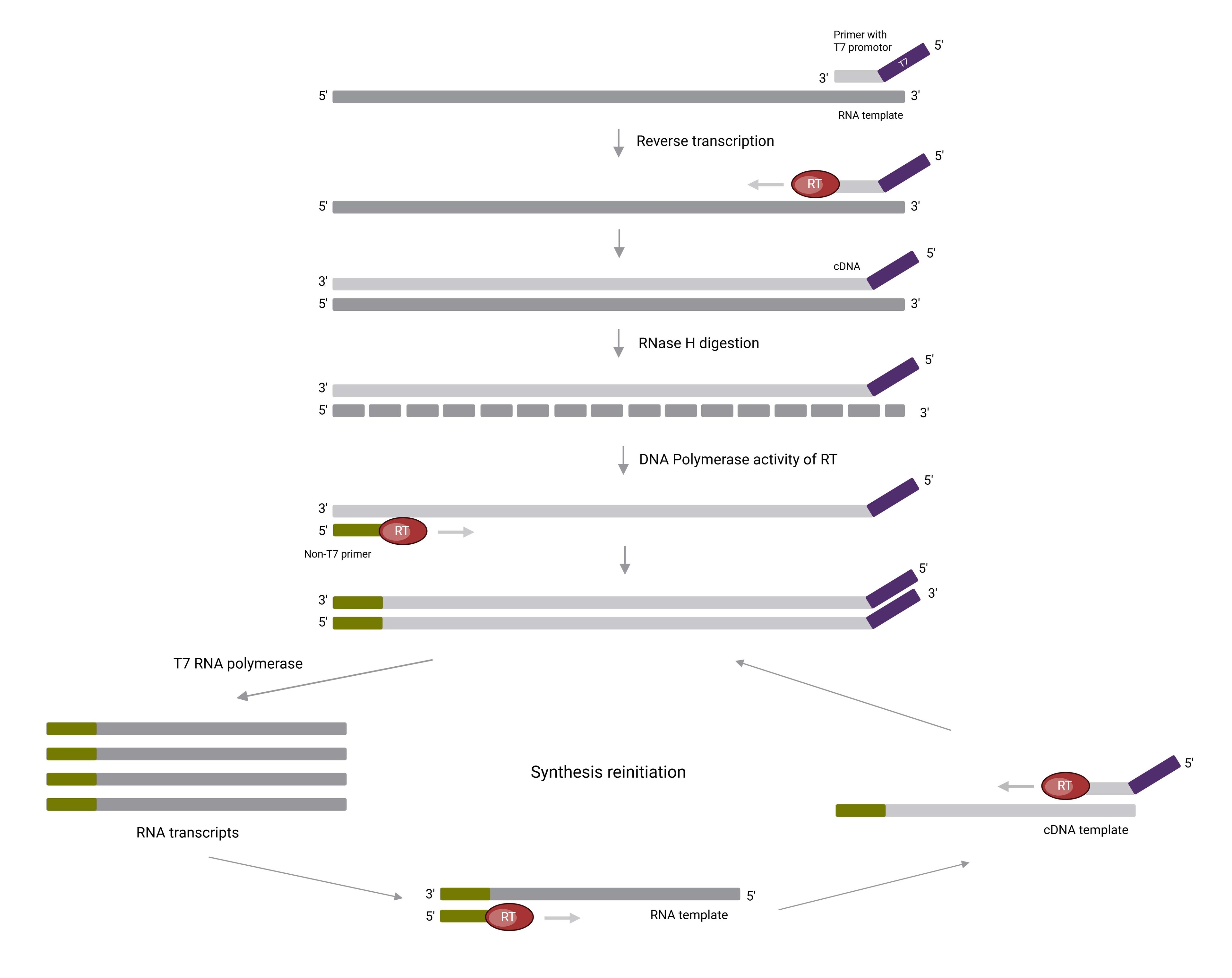 Nucleic acid sequence-based amplification Figure explaining Isothermal NASBA reaction
