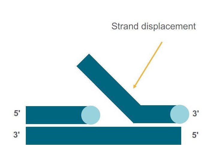 Strand displacement This graphic depicts nucleic acid strand displacement, the technique used in whole genome amplification and rolling circle amplification to amplify nucleic acids.