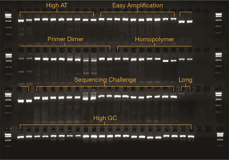 Many types of targets amplified by AmpliTaq Gold 360 DNA Polymerase Gel image with clear bands/amplified targets