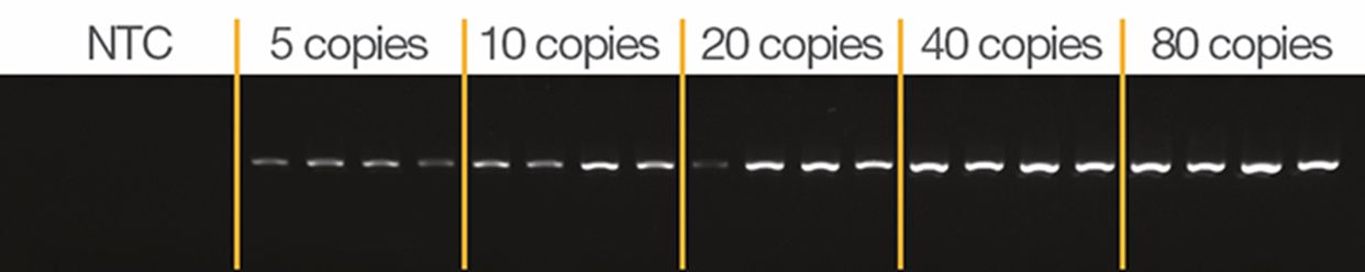 Amplification from different copies of input DNA Gel image with clear bands