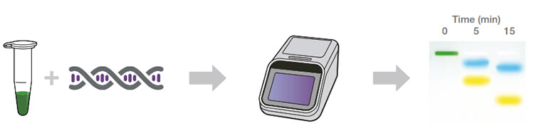 Direct gel loading workflow Schematic shows workflow sequence from tube of green Direct PCR Universal Master Mix and a target DNA to thermal cycler to colored electrophoretic bands