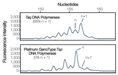 Comparison of Taq DNA polymerase and Platinum GenoType Tsp DNA Polymerase in genotyping of dinucleotide repeat markers Amplification graphs stacked one over the other