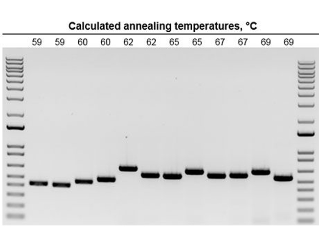 PCR products generated under universal annealing and calculated Tm Gel image with clear bands