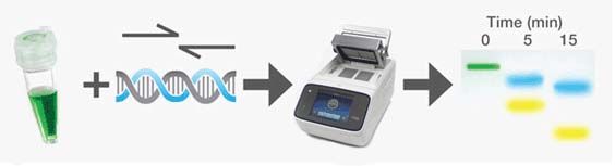 Direct gel loading workflow Schematic shows workflow sequence from tube of green mastermix and a target DNA to thermal cycler to colored electrophoretic bands