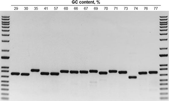 Amplification of fifteen targets of varying GC content with Platinum SuperFi II DNA polymerase Gel image with 15 lanes