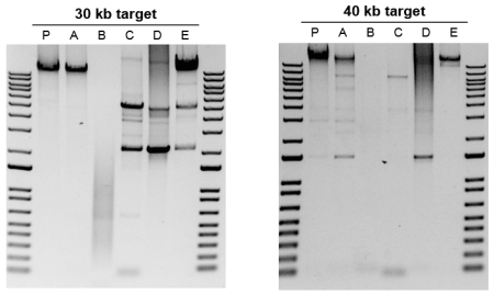 Comparison of performance of various DNA polymerases to amplify 30 kb and 40 kb targets Two gel images placed adjacent to each other, each gel has six lanes