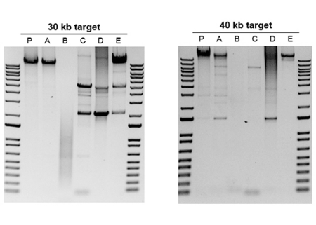 Comparison of performance of various DNA polymerases to amplify 30 kb and 40 kb targets Two gel images placed adjacent to each other, each gel has six lanes