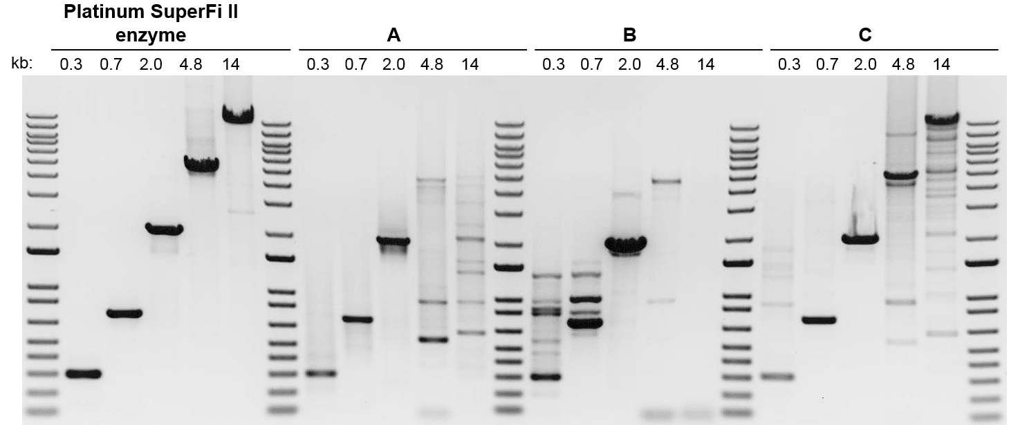 Comparison of performance of DNA polymerases in amplifying DNA targets of various lengths Composite of four gel images. Each gel has five lanes of samples