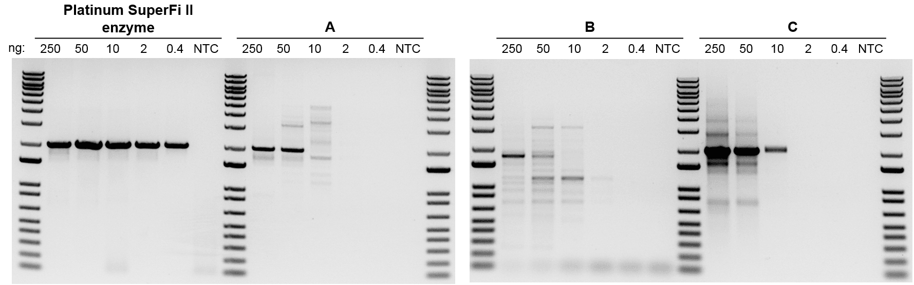 Comparison of performance of DNA polymerases in amplifying low abundance DNA templates Composite of four gel images; each gel has five lanes of samples