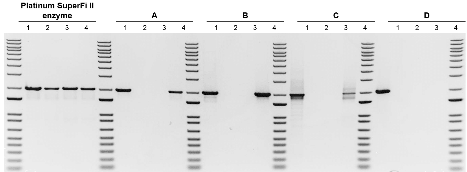 Comparison of performance of DNA polymerases in the presence of common inhibitors Composite of five gel images; each gel has four lanes of samples
