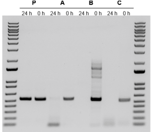 Comparison of performance of DNA polymerases after reactions were left for 24 hours at room temperature Gel image with 8 lanes