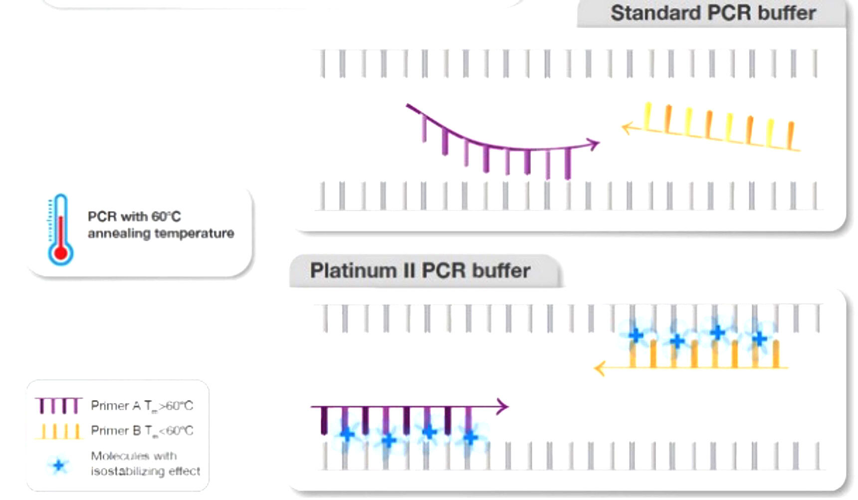 Primer annealing in a standard buffer and Platinum II PCR buffer at 60°C Two panels stacked vertically; top panel shows partial binding of primers are 60°C with standard buffer and bottom panel shows perfect primer annealing at 60°C with Platinum II PCR buffer