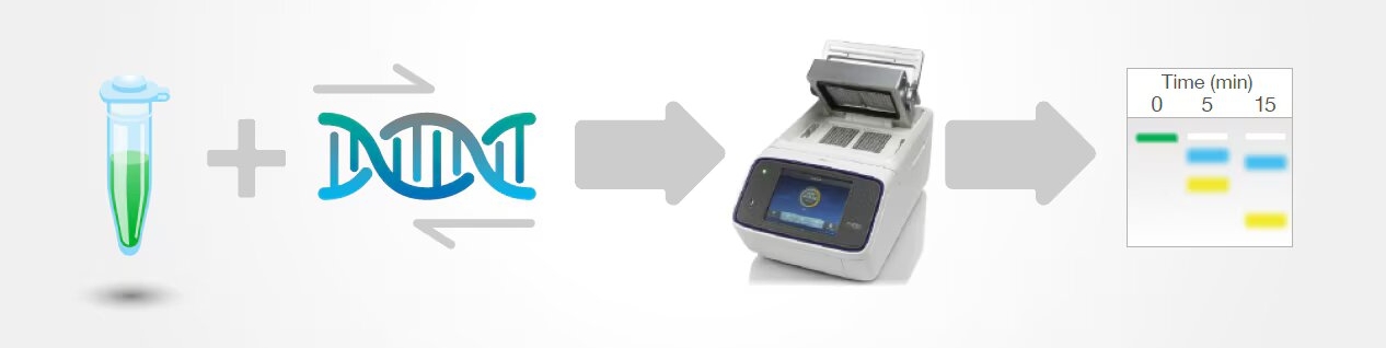 Direct gel loading of PCR products Schematic depicts direct loading of PCR products from tube to electrophoresis machine