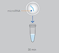 mirVana miRNA isolation kits mirVana™ miRNA isolation kits