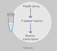 TaqMan Advanced miRNA cDNA Synthesis kit TaqMan Advanced miRNA cDNA Synthesis kit