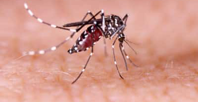 Mosquito on skin Mosquito on skin
