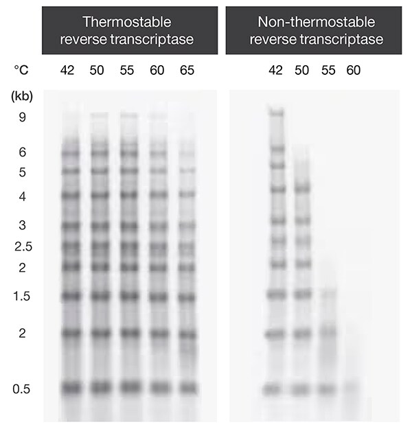 Thermostable vs. non-thermostable reverse transcriptase Gel showing successful cDNA synthesis using thermostable reverse transcriptase and lower yields as temperature increased using non-thermostable reverse transcriptase