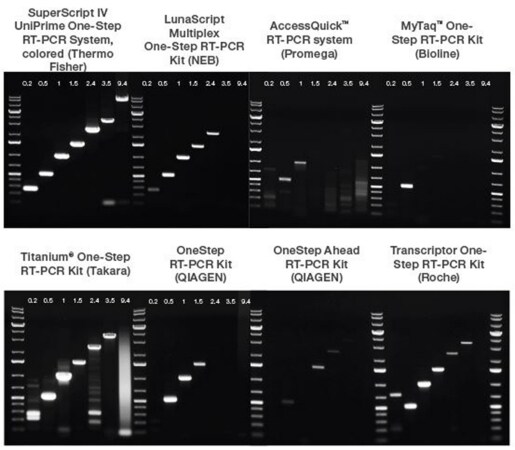 Ability to transcribe and amplify a broad range of target lengths with SuperScript IV UniPrime One-Step RT-PCR System and other commercial one-step RT-PCR kits Gel image showing detection of RNA fragments ranging between 0.2 and 9.4 kb. SuperScript IV UniPrime One-Step RT-PCR System provides high yield and specificity across all target lengths.