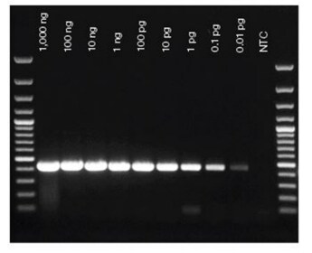 Target detection from low amounts of input RNA Gel image shows successful amplification of 0.43 kb fragment from serial dilution from 1 μg to 0.01 pg of UHRR with SuperScript IV UniPrime One-Step RT-PCR System.
