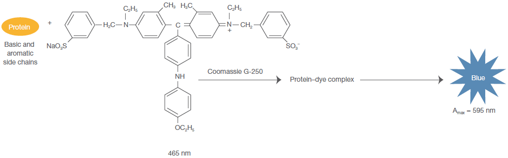 Reaction schematic for Bradford protein assay Reaction schematic for Bradford protein assay