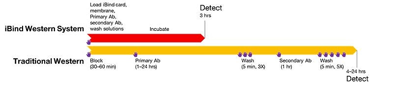 iBind Western Systems vs Traditional Western blot detection iBind Western Systems vs Traditional Western blot detection