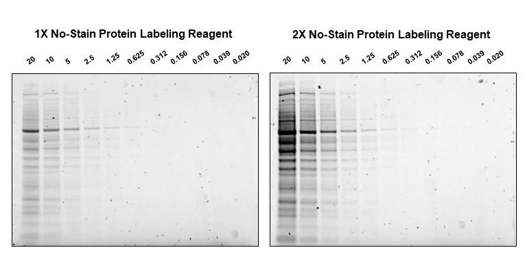 Total Protein Normalization Reagent for Western Blotting | Thermo ...