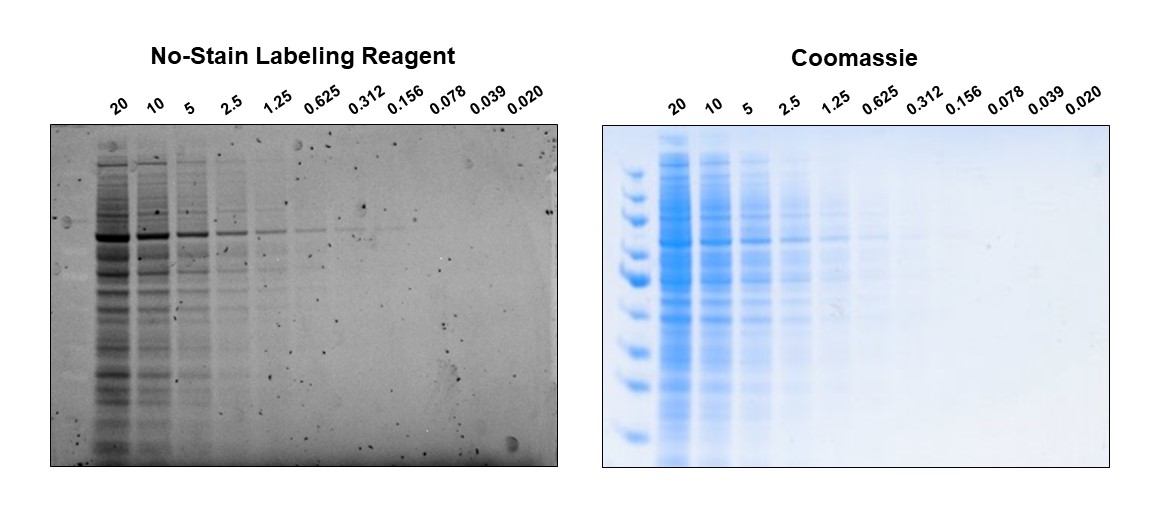 Total Protein Normalization Reagent for Western Blotting | Thermo ...